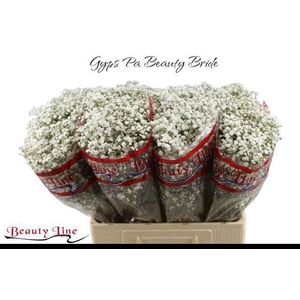 GYPS PA BEAUTY BRIDE