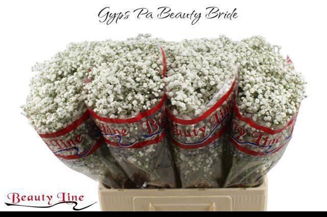 <h4>GYPS PA BEAUTY BRIDE</h4>