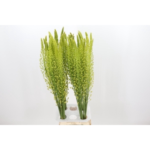 Eremurus Shelford Yellow Sun