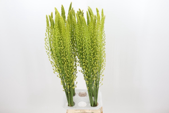 <h4>Eremurus Shelford Yellow Sun</h4>