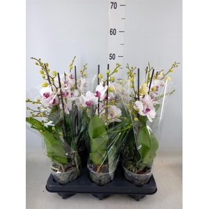 Phalaenopsis multi. 'FC Safe Haven'