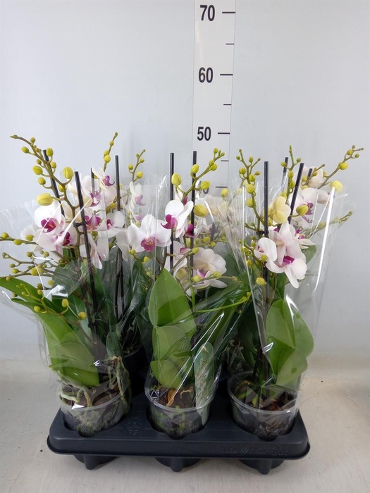 <h4>Phalaenopsis multi. 'FC Safe Haven'</h4>