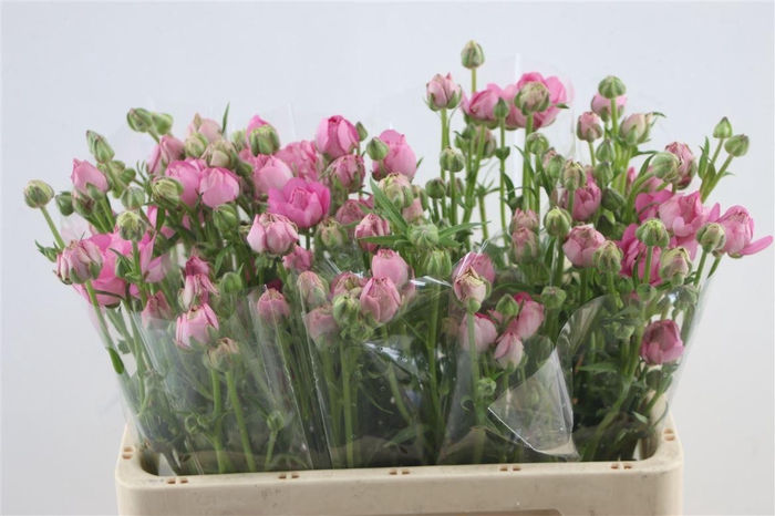 <h4>Ran. Moderna Dolce</h4>