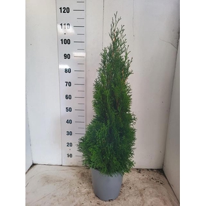 THUJA O SMARAGD