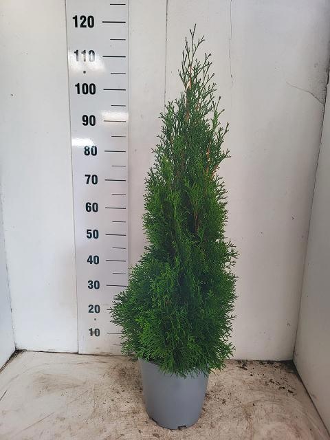 <h4>THUJA O SMARAGD</h4>