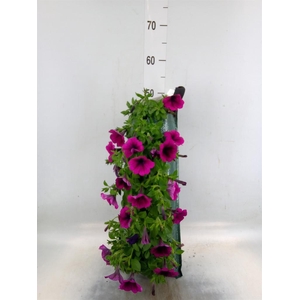 Perkplanten   ...sorted   [Bedding]