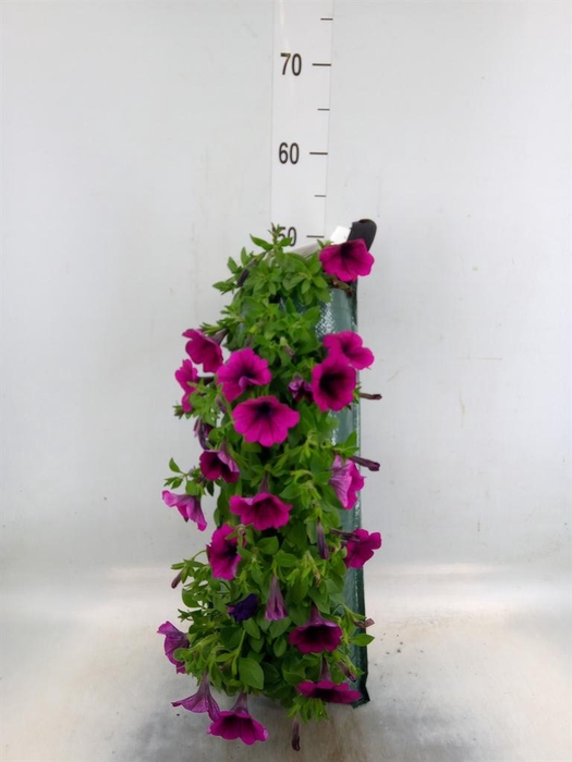 <h4>Perkplanten   ...sorted   [Bedding]</h4>