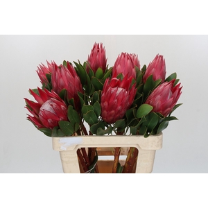Protea Cynaroides Madiba