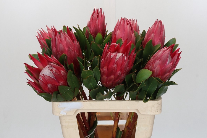 <h4>Protea Cynaroides Madiba</h4>