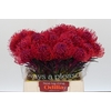 Nutans Painted Cerise