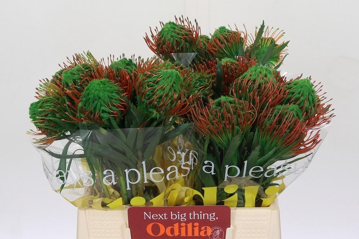 <h4>LEUCO NAOMI KLB H%</h4>