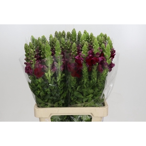 Antirrhinum Potomac Red