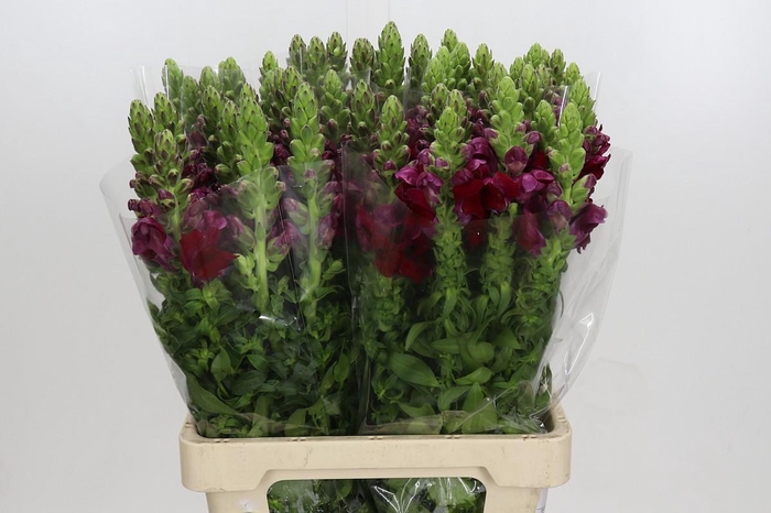 <h4>Antirrhinum Potomac Red</h4>