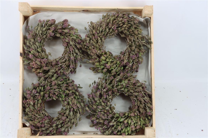 <h4>Wr Thym Naturel 20cm</h4>