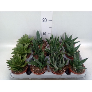 Aloe   ...mix