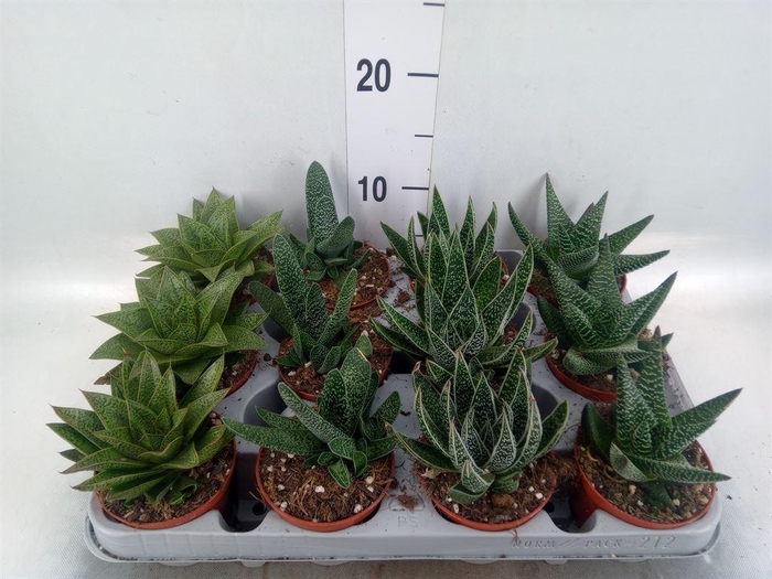 <h4>Aloe   ...mix</h4>