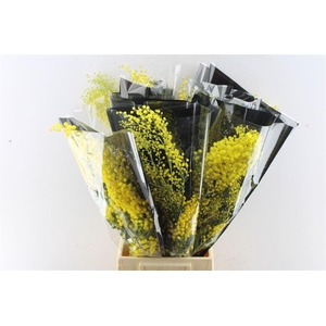 Acacia Mimosa Mirandole 200 Gram