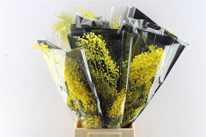 Acacia Mimosa Mirandole 200 Gram