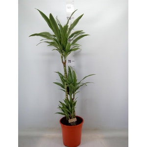 Dracaena fr de 'Warneckei'