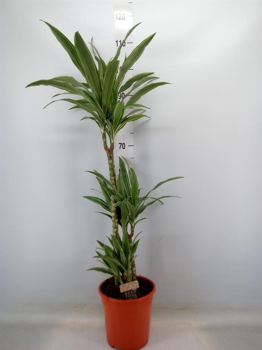 <h4>Dracaena fr de 'Warneckei'</h4>