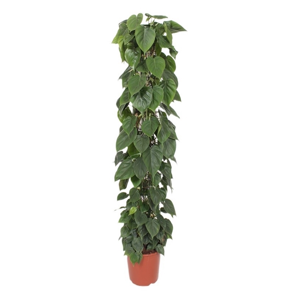 <h4>Philodendron scandens</h4>