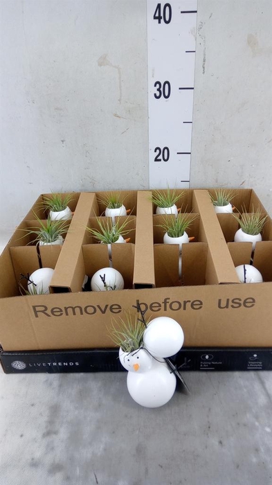 <h4>Arr.   Kamerplant Groen L%</h4>