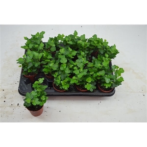 hedera groen 7 cm