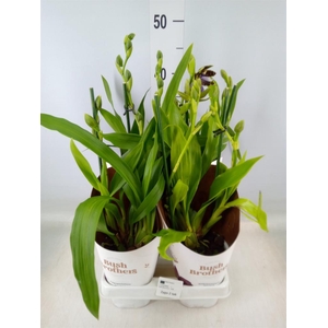 Zygopetalum  'Louisendorf'