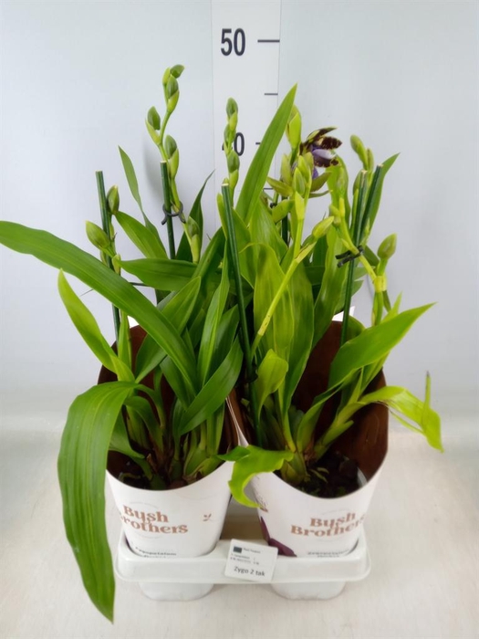 <h4>Zygopetalum  'Louisendorf'</h4>