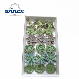 Wincx® - Season Mix Cutflower Wincx-8cm