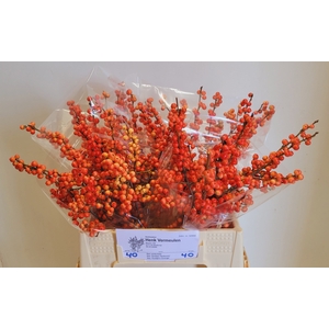 ILEX VE OUDIJ ORANGE