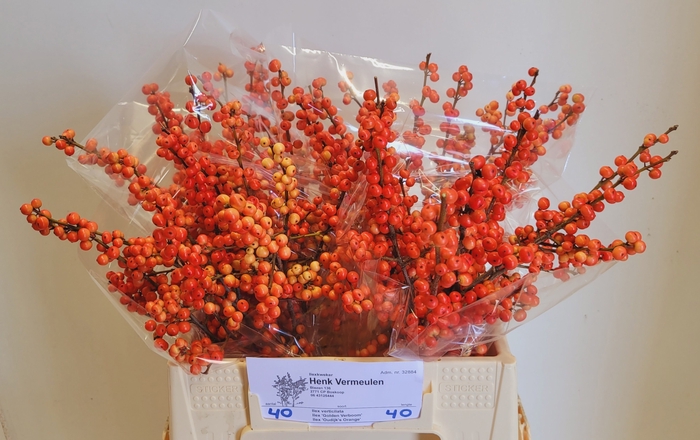 <h4>ILEX VE OUDIJ ORANGE</h4>