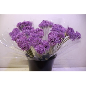 Allium Gladiator X5