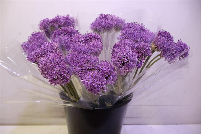 <h4>Allium Gladiator X5</h4>