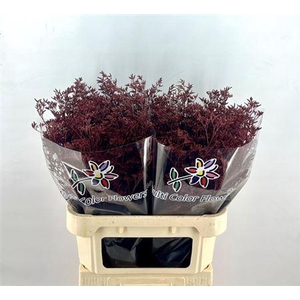 Lim Ov Klb H% Bordeaux