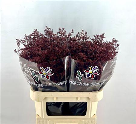 <h4>Lim Ov Klb H% Bordeaux</h4>