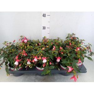 Fuchsia  'Bella Fuchsia'  .mix hang