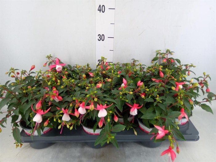 <h4>Fuchsia 'Bella Fuchsia' .mix hang</h4>