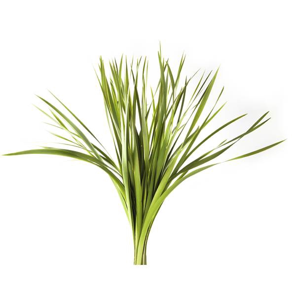 <h4>TYPHA 70CM</h4>