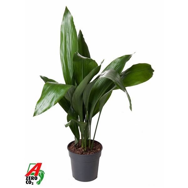 <h4>Aspidistra Elatior P21</h4>