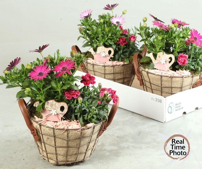 <h4>ARR TUINPLANTEN</h4>