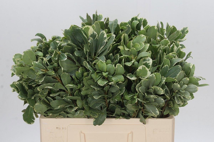 <h4>PITTOSP TO ILAN</h4>