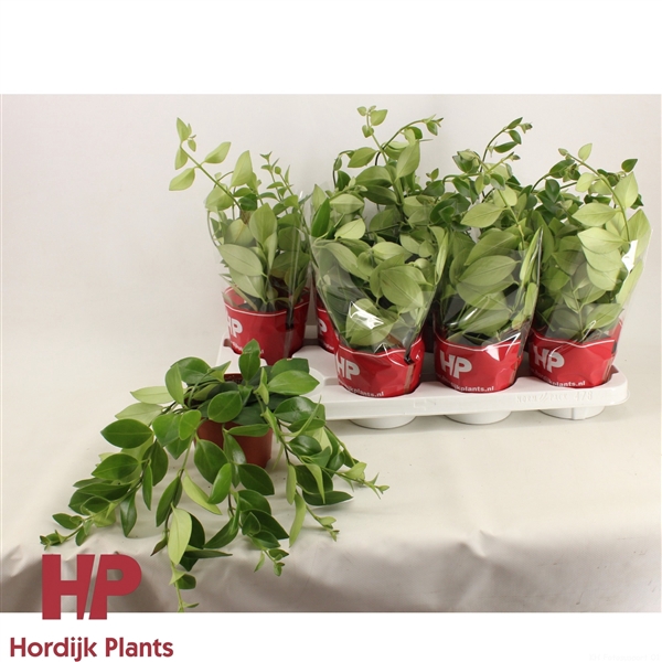 <h4>12 cm pot - Aeschynanthus Flearly Mona Lisa</h4>