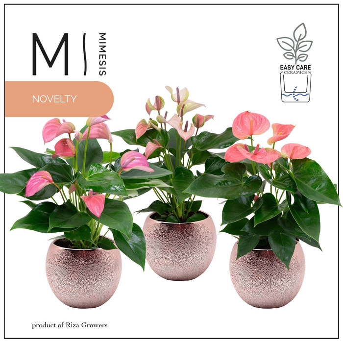 <h4>Mimesis Anthurium KARMA Pink mix - 12cm Bubbly Rose Gold</h4>
