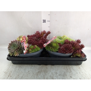 Sempervivum   ...