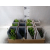 Arr.  Succulents L%