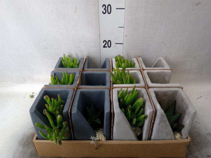 Arr.  Succulents L%
