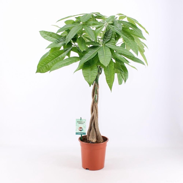 <h4>Pachira Aquatica</h4>