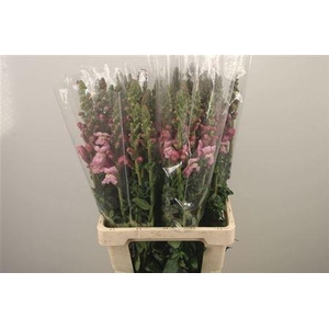 Antirrhinum It. Lavendel