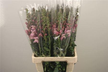<h4>Antirrhinum It. Lavendel</h4>